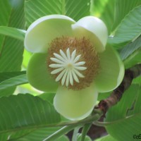 Dillenia indica L.